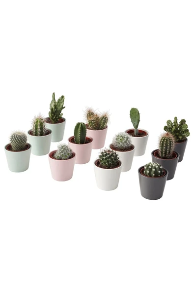 3 Adet Mini Beyaz Seramik Saksıda 3 Adet Kaktüs ürün görseli