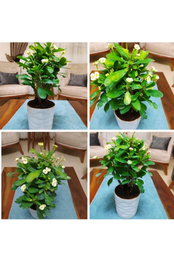 Seramik Saksıda Büyük Beyaz Dikenler Tacı ürün görseli