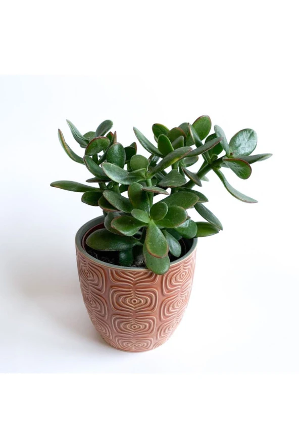 Crassula Ovata - Para Çiçeği 'turuncu Saksılı' ürün görseli