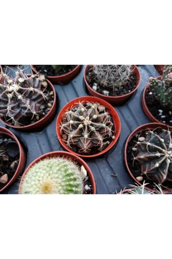 Gymnocalycium Mihanovichii 5.5cm - 1