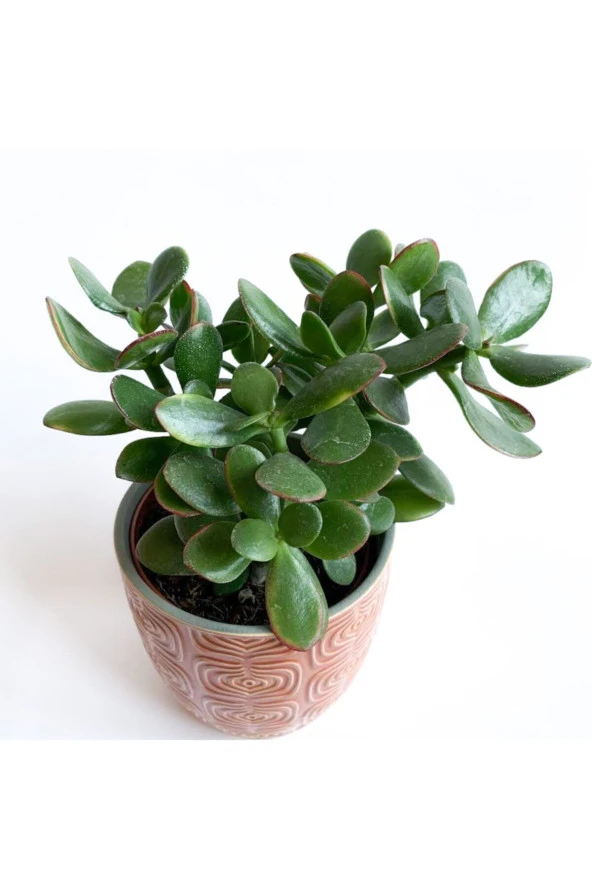 Crassula Ovata - Para Çiçeği 'turuncu Saksılı' - Resim 3