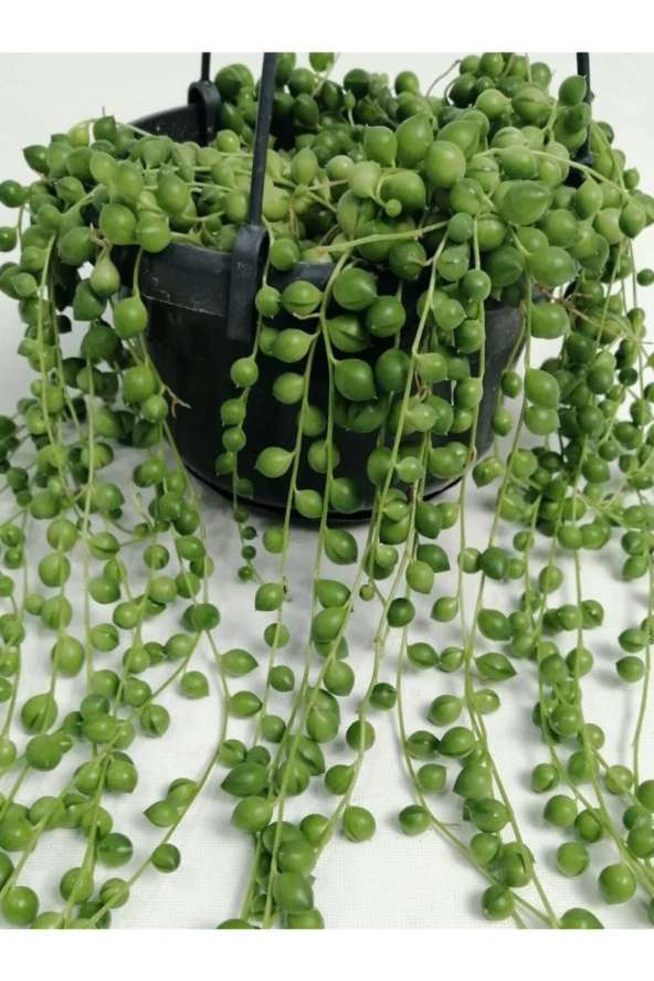 Tesbih Çiçeği Senecio Herreianus ürün görseli