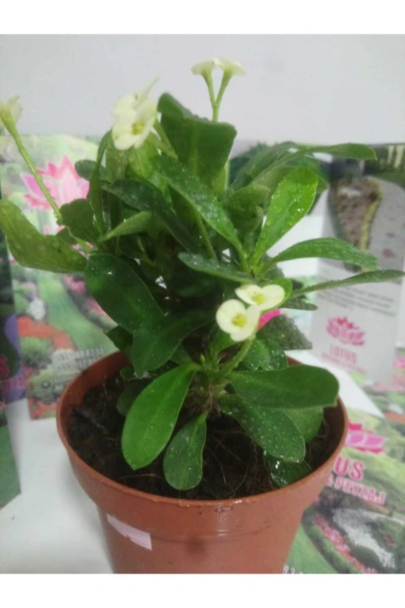 12lik Saksıda Euphorbia Milii Kaktüs Dikenler Tacı Beyaz Renkli - Resim 2