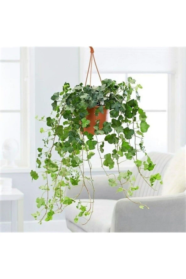 Askılı Sarmaşık Hedera Helix 30 cm