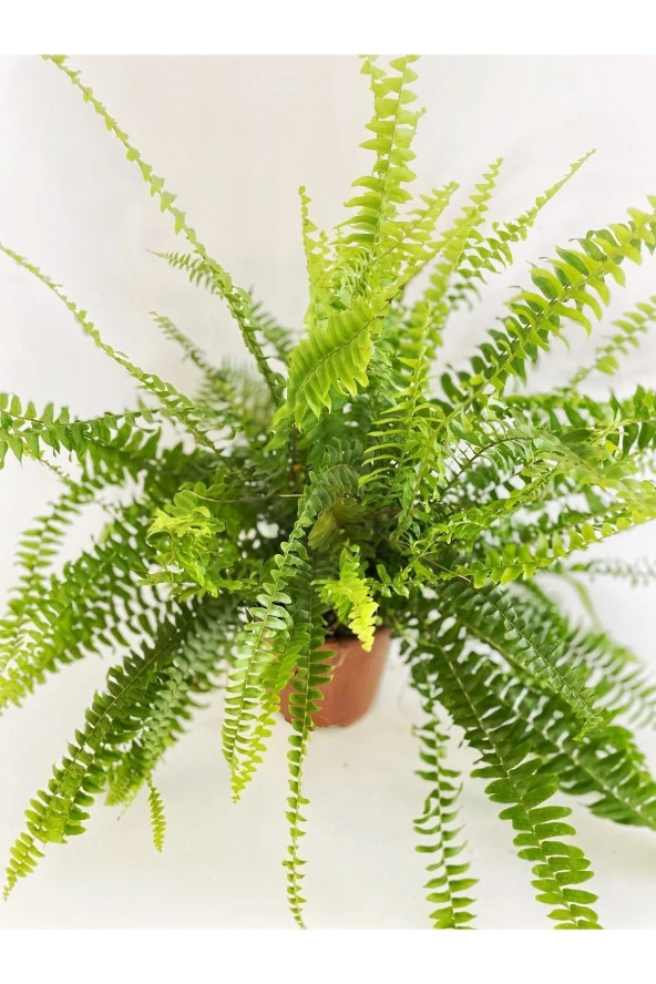 Aşk Merdiveni - Nephrolepis