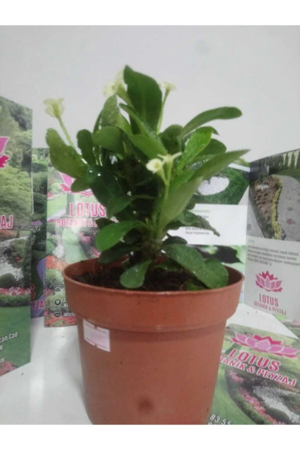 12lik Saksıda Euphorbia Milii Kaktüs Dikenler Tacı Beyaz Renkli - Resim 5
