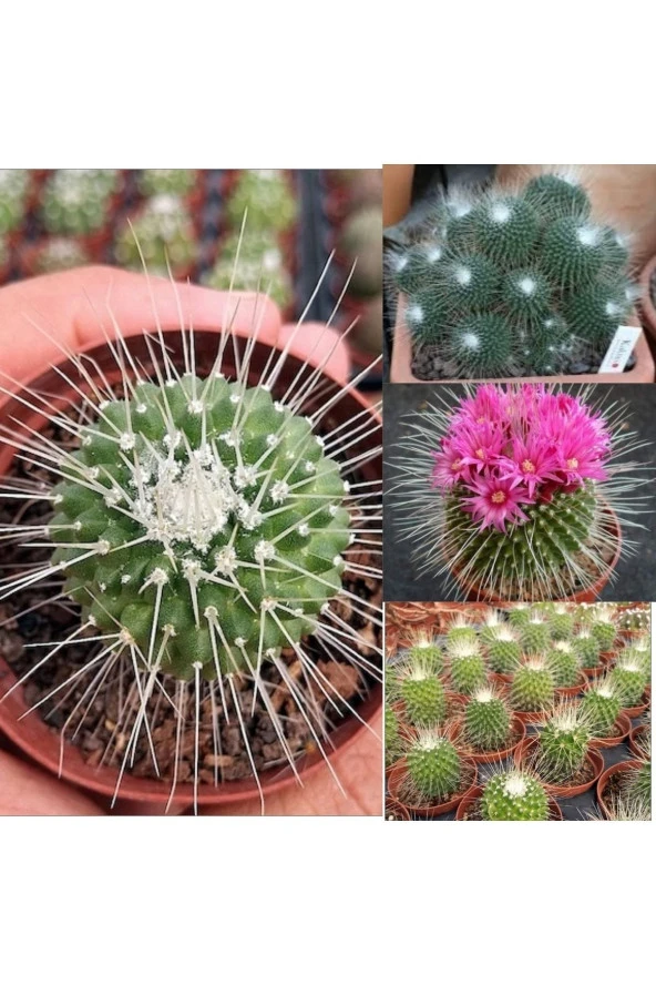 Mammillaria Spinosissima Kaktüs 5.5 Saksıda ürün görseli