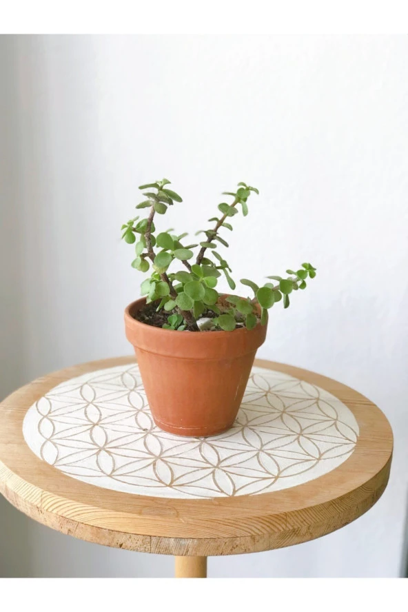 Portulacaria Afra Para Bitkisi ürün görseli