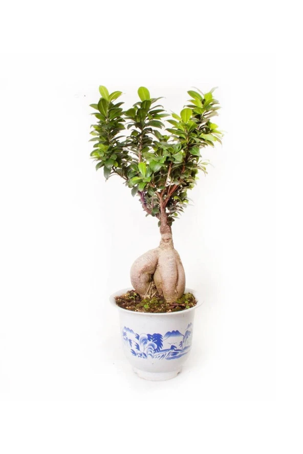 Ithal Bonsai - Ficus Ginseng | Adam Ağaç 2000gr Çini Desenli 25cm ürün görseli