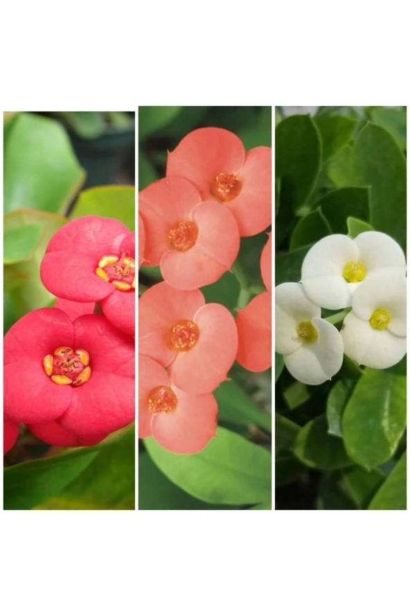 3 Adet Dikenler Tacı Pembe kırmızı beyaz Doğa Flora - 1
