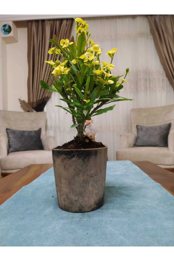 Seramik Saksıda 45-50 Cm Büyük Sarı Dikenler Tacı ürün görseli