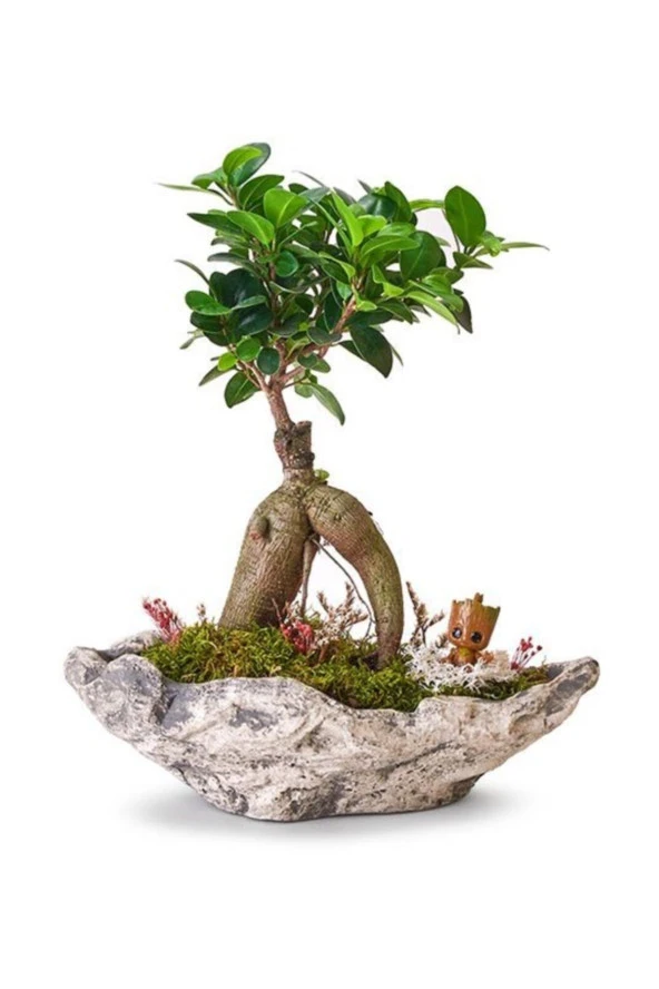 Taş Saksıda Ficus Bonsai Ve Groot