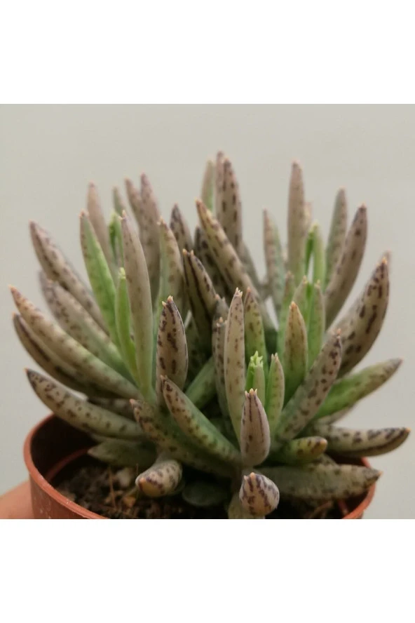 Kalanchoe Daigremontiana, Aşkın Gözyaşı Bitkisi Sukulent