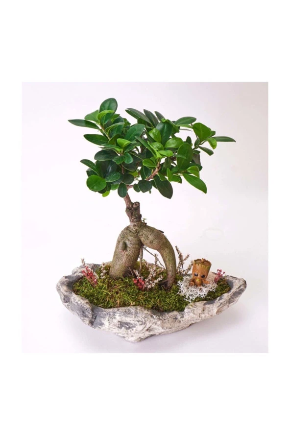 Taş Saksıda Ficus Bonsai Ve Groot - 3