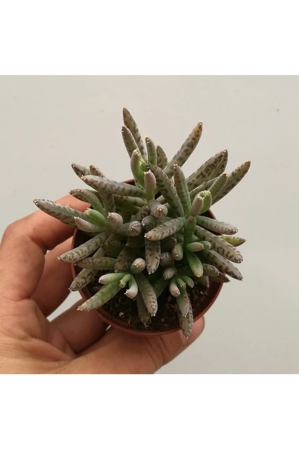 Kalanchoe Daigremontiana, Aşkın Gözyaşı Bitkisi Sukulent - Resim 2