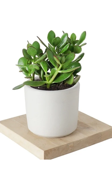 Seramik saksıda crassula ovata para çiçeği+5 Alman Zambağı soğanı ürün görseli