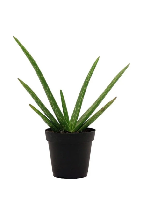 Aloe Vera Barbadensis Miller Orta Boy, Saksıda