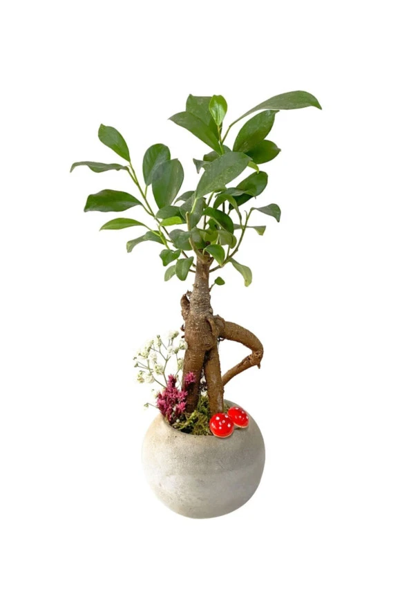 Beton Neptün Saksıda Mini Ficus Ginseng Bonsai ürün görseli