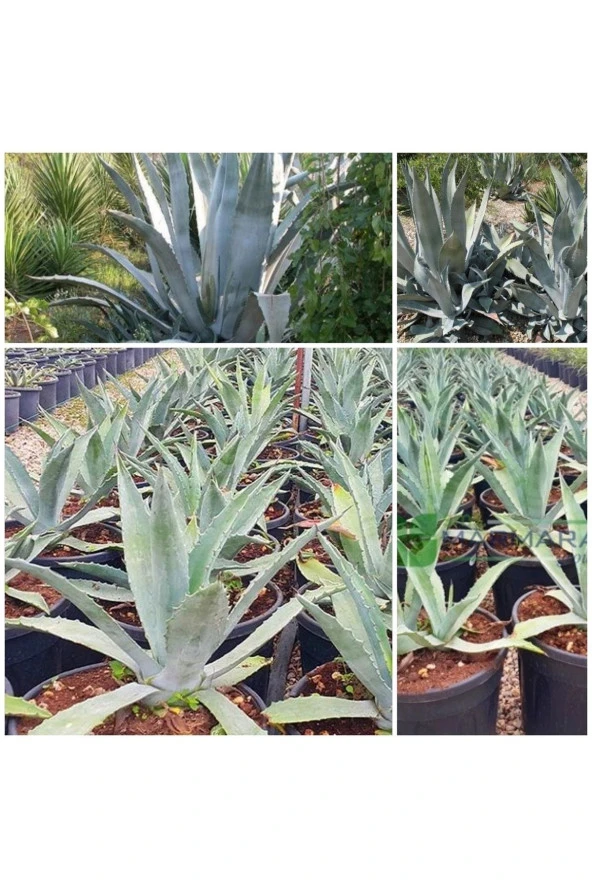 Agave Salmiana Doğa Flora ürün görseli