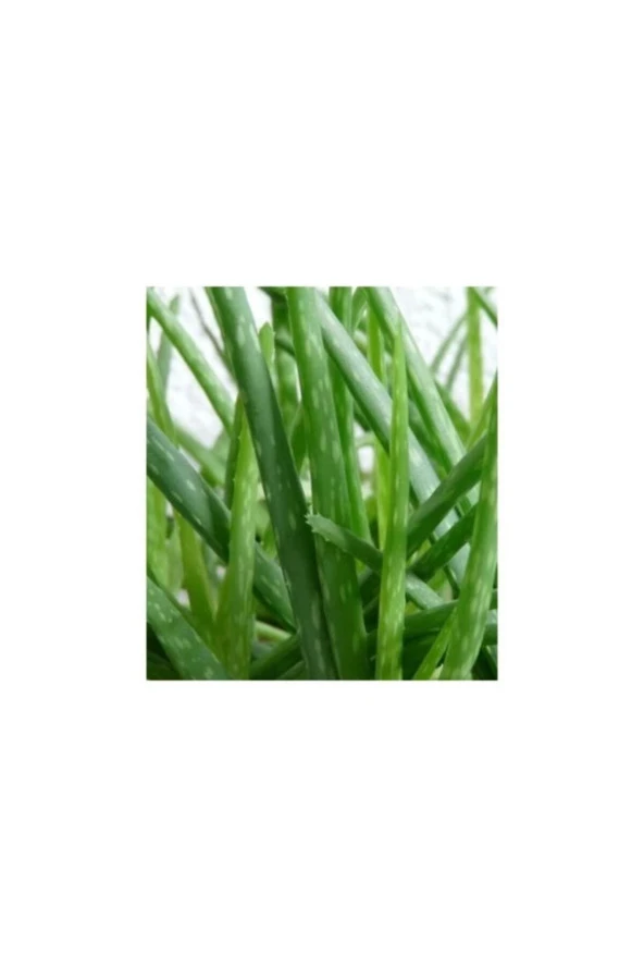 Aloe Vera Barbadensis Miller Orta Boy, Saksıda - 2