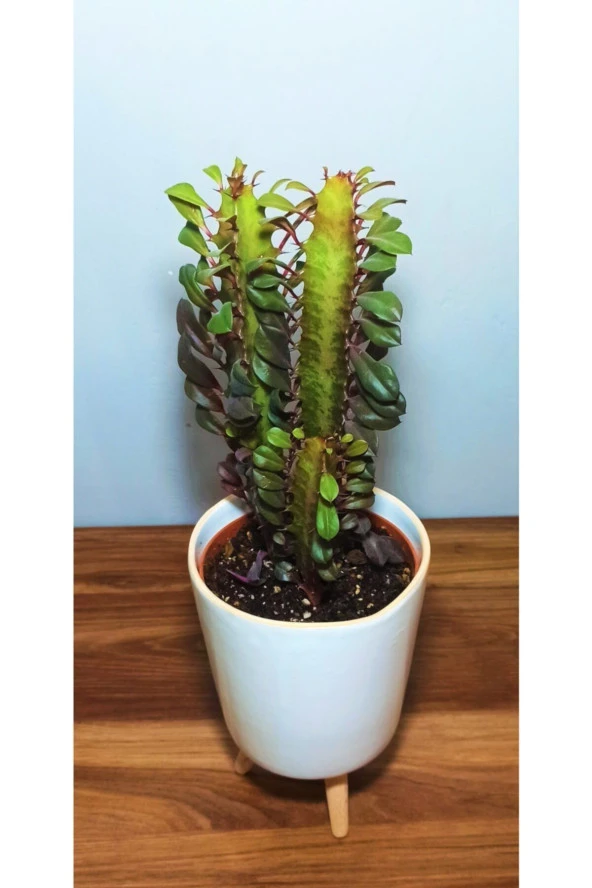Euphorbia Trigona Rubra - Resim 2