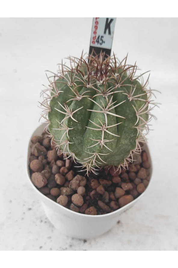 Melocactus-8.5 cm Saksı Kaktüs-ref 21h/34h/k45 ürün görseli