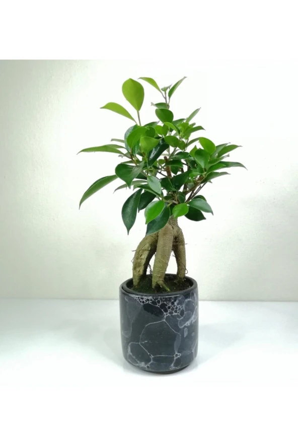 Bonsai Ficus Ginseng Siyah Seramik Saksılı