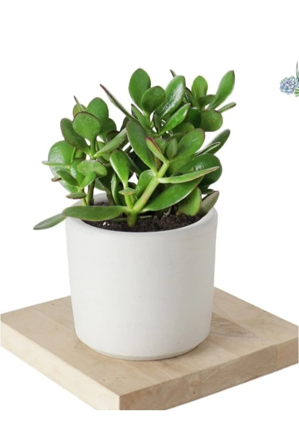 4 Adet Crassula Ovata Şans Para Çiçeği Şık Dekoratif Saksıda ürün görseli