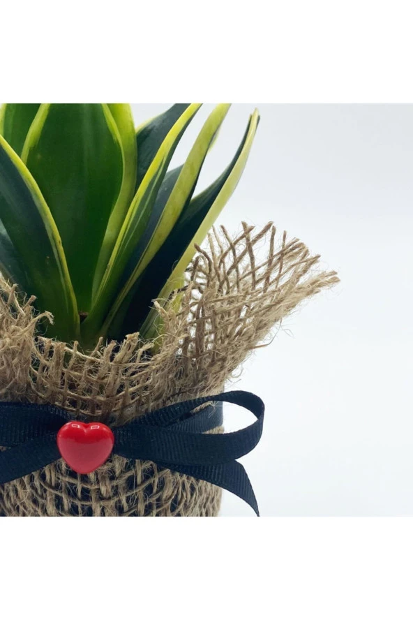 Petit Gift Mini Sansevieria (paşa Kılıcı Bitkisi) Çiçek Tasarımı - 3