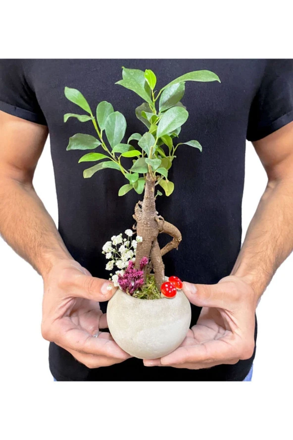 Beton Neptün Saksıda Mini Ficus Ginseng Bonsai - Resim 3