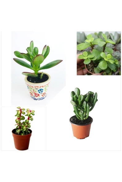 4 Çeşit Para Ağacı 5.5 Saksılarda Kampanya ürün görseli