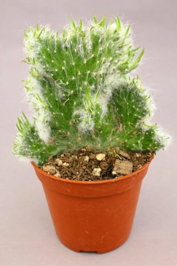 Opuntia Vestita Cristata