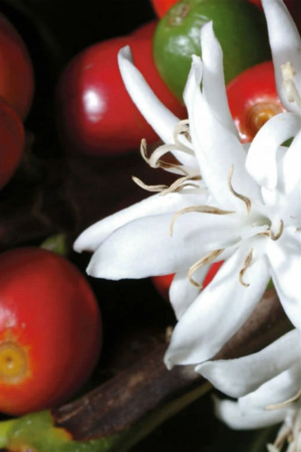 Mini Kahve Bitkisi - 2