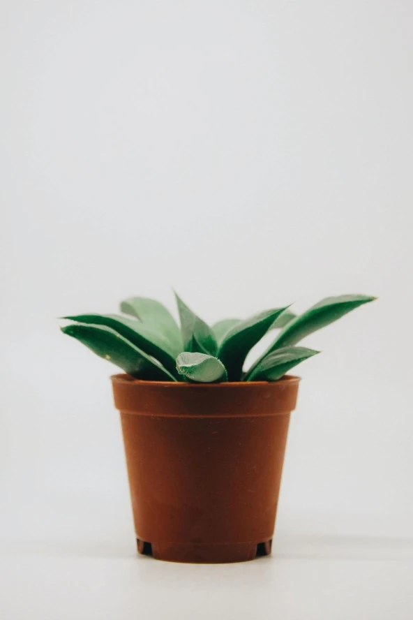 Carpobrotus - Kaz Ayağı - Acem Halısı 15 Adet