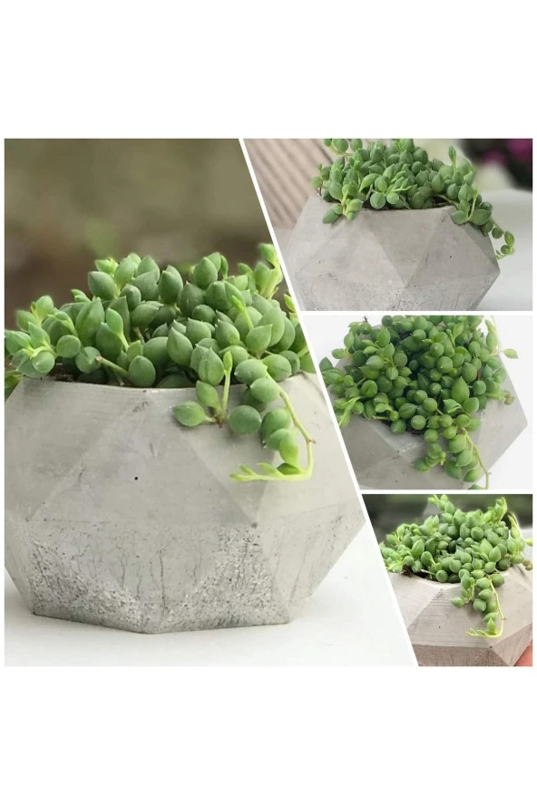 Geometrik Saksıda Tesbih Çiçeği Senecio 05 ürün görseli