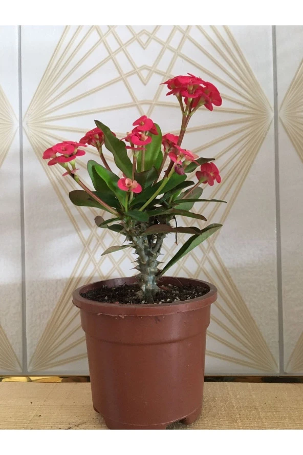 Dikenler Tacı (Euphorbia Milii) Kırmızı