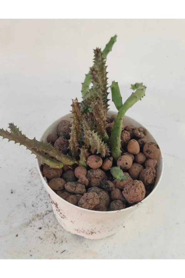 Leş Kaktüs-8.5 cm Saksı-ref 19f/94 ürün görseli