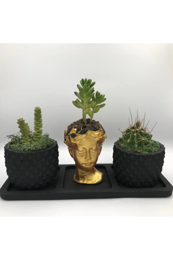 Beton Saksı - Altın Helen & 2'li Siyah Ananas Saksı Ve Saksı Altlığı Sukulent (bsahsa3) ürün görseli