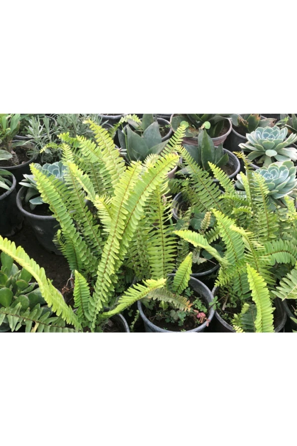 Aşk Merdiveni ürün görseli