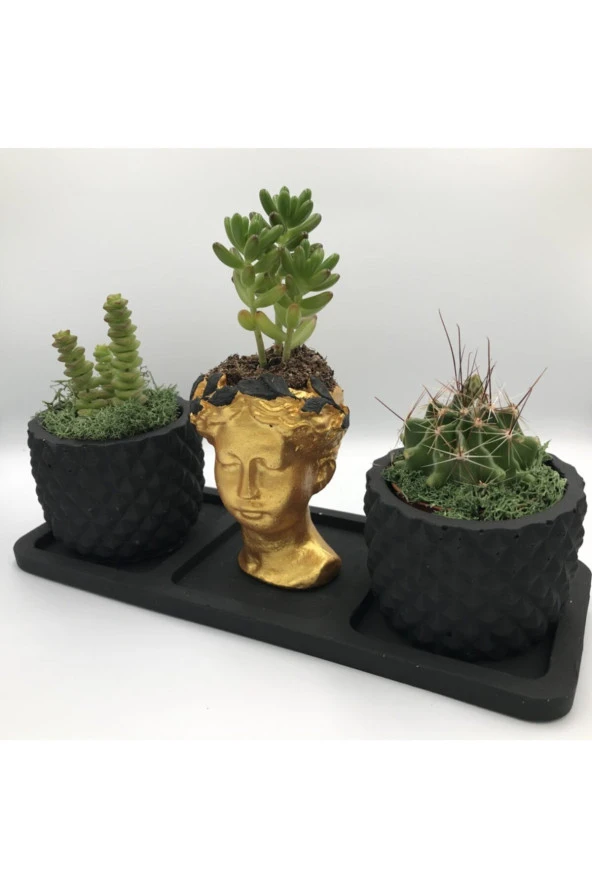 Beton Saksı - Altın Helen & 2'li Siyah Ananas Saksı Ve Saksı Altlığı Sukulent (bsahsa3) - Resim 2