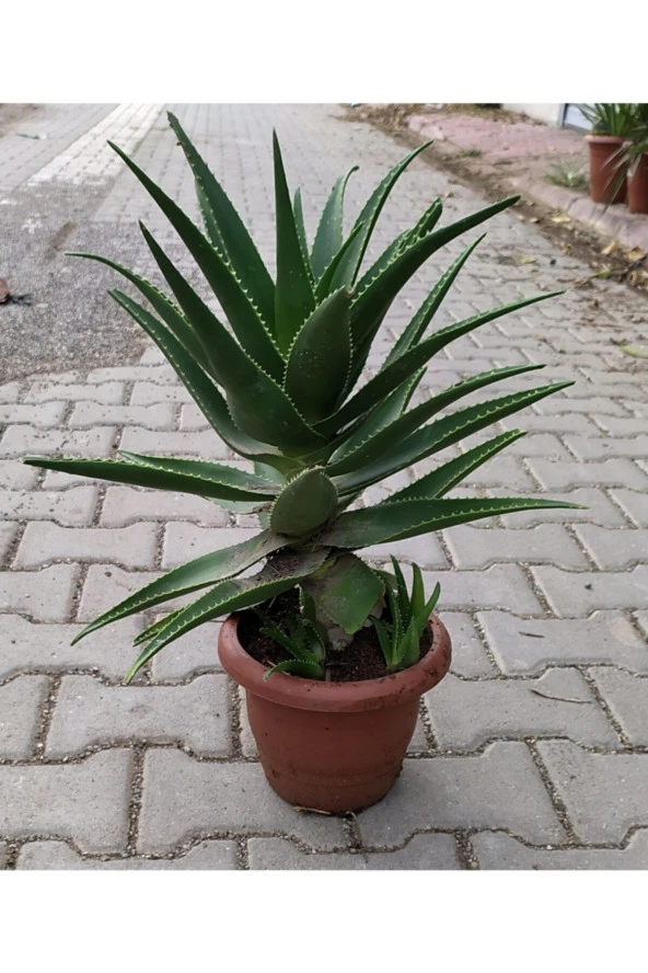 Dev Sarısabır ürün görseli