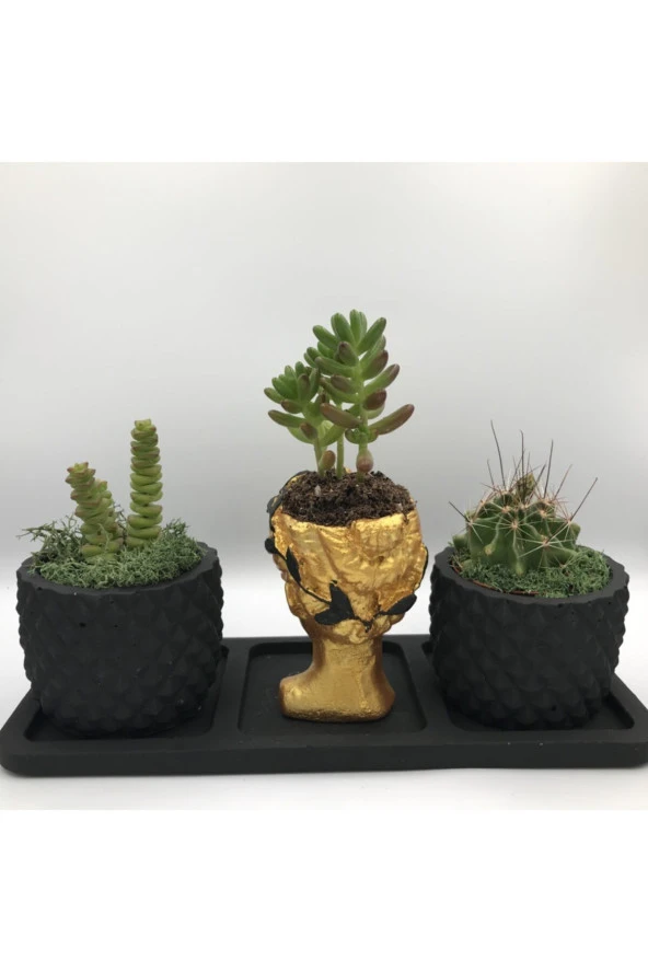 Beton Saksı - Altın Helen & 2'li Siyah Ananas Saksı Ve Saksı Altlığı Sukulent (bsahsa3) - Resim 3