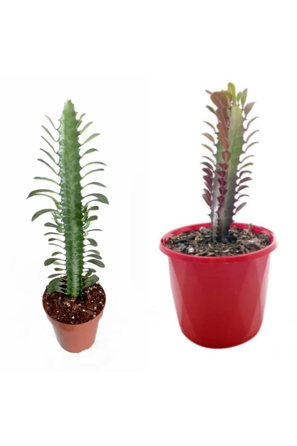 2 Çeşit Süt Ağacı 5.5 Saksıda Kırmızı Ve Yeşil