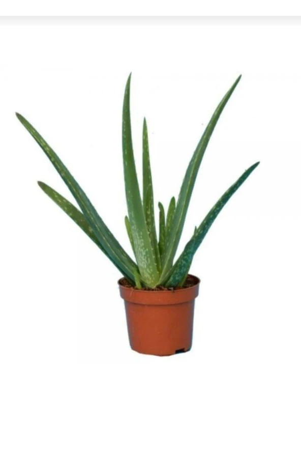 Saksımarket Canlı Aloevera Bitkisi 15 Cm ürün görseli