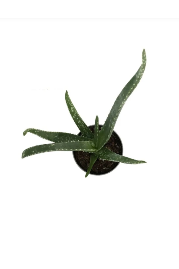 Saksımarket Canlı Aloevera Bitkisi 15 Cm - Resim 2