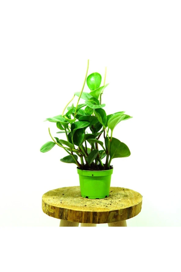 Zümrüt Dalgası Bitkisi - Peperomia - Resim 2
