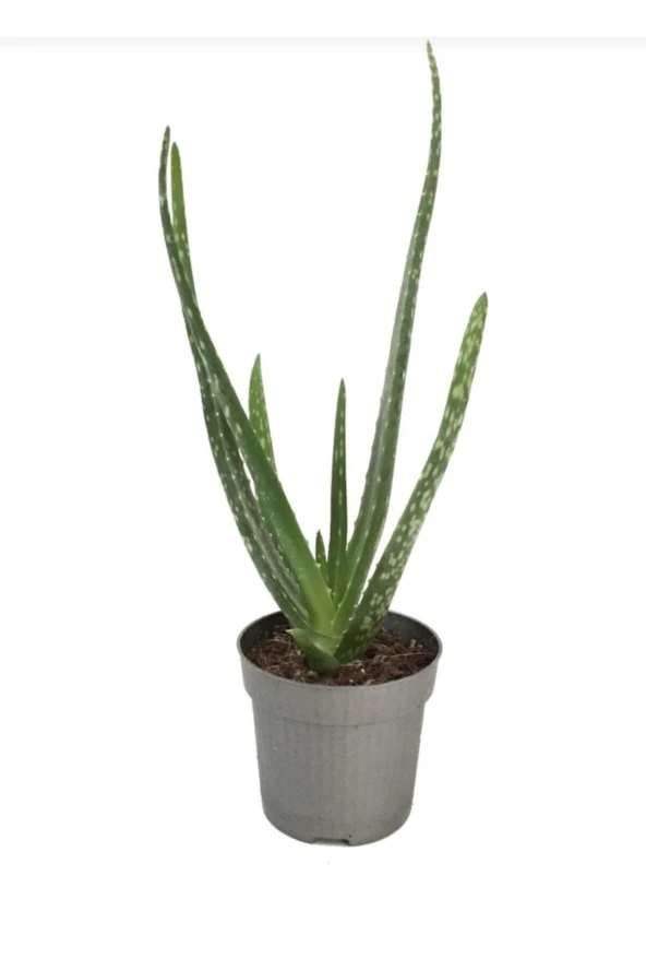 Saksımarket Canlı Aloevera Bitkisi 15 Cm - Resim 3