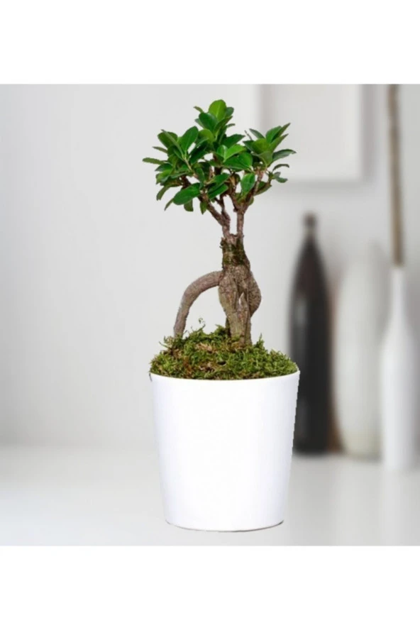 FİCUS BONSAİ ürün görseli