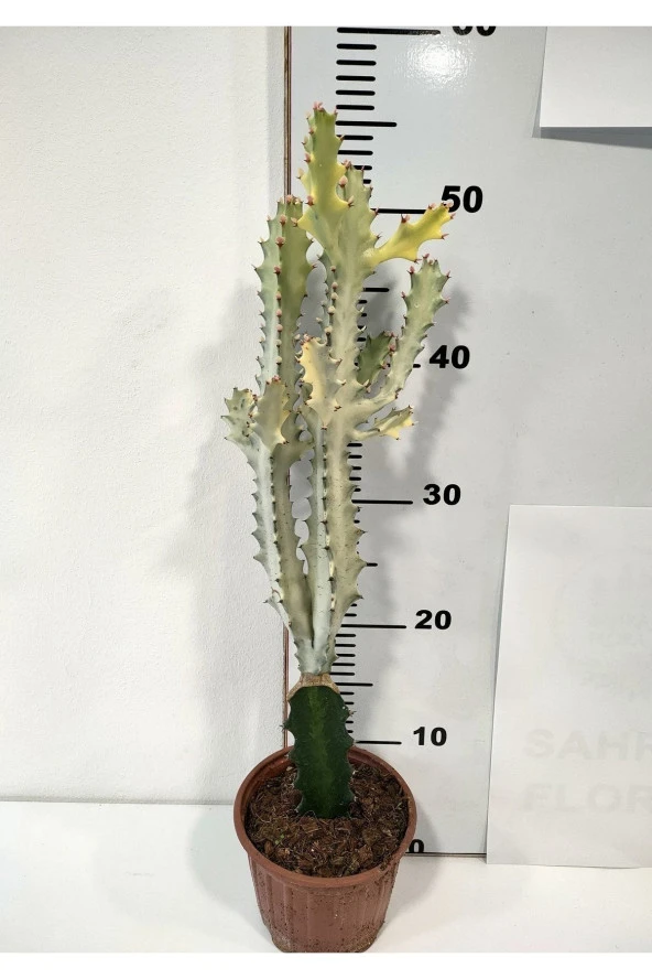 Euphorbia Lactea White Ghost Özel Tür Aşılı Kaktüs - Uzunluk 56 Cm ürün görseli