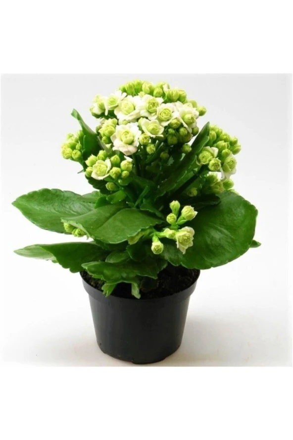 Beyaz Çiçekli Kalanşo ( Kalanchoe ) Çiçeği Ithal Büyük Boy ürün görseli